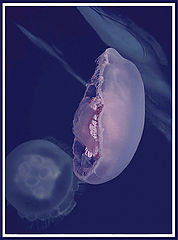 photo "Untitled photo"