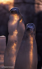 photo "ghosts of the winter-3"