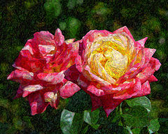 фото "Roses"