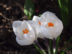 photo "Flower"