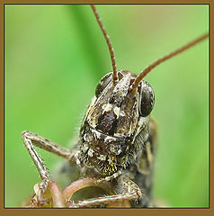 photo "~Grasshopper`s portrait~"