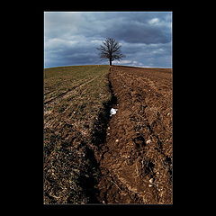 photo "the tree"