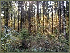 photo "Wood in the evening"