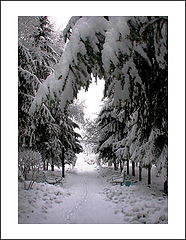 фото "Зимняя аллея"