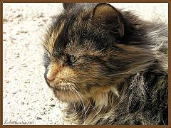 photo "A Cat"