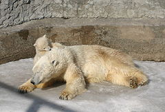 photo "The Bears"