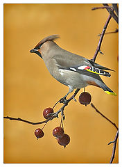 photo "Bombycilla"