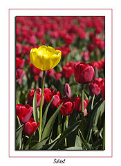 photo "Soloist"
