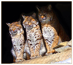 photo "Three damsel..."