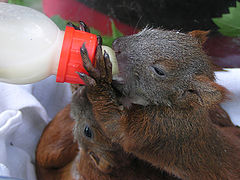 фото "you drink milk you will great !!!"