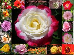 photo "A World of Flowers !"