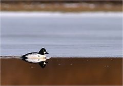фото "Golden eye"