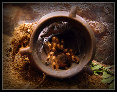 photo "Who-who in a tower lives?...)"