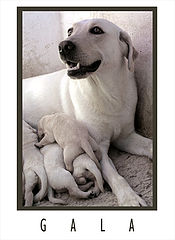 photo "Nursing Dog"
