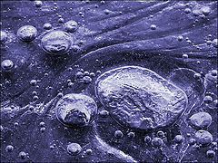 photo "Microcosmos"