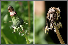 photo "Life"