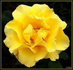 photo "Passionate"