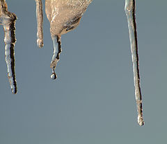 photo "...golden ice..."