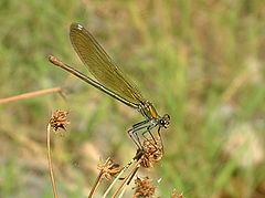 photo "Calopteryx virgo (Linnaeus, 1758)"