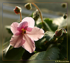 фото "Розовая фиалка"
