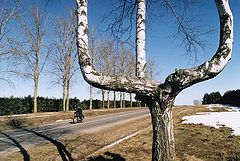 фото "весна, берёза, байкер:))"