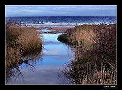 photo "runing to the sea"