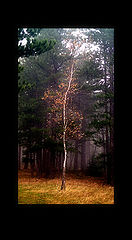 photo "tree"