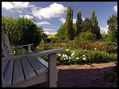photo "Rose garden in Hamilton"