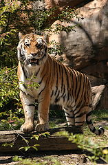 photo "Posed"