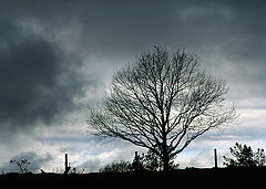 фото "Lonelyness"