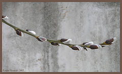 photo "Spring"
