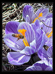 photo "Classic spring flower :)"