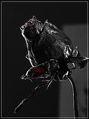 photo "Iron Rose"
