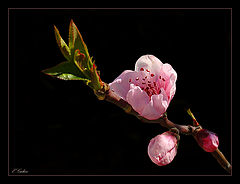 фото "Spring motive"