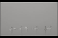 photo "The swans"