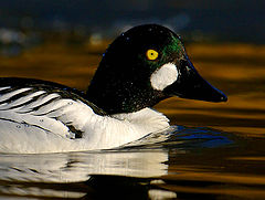 фото "Goldeneye"