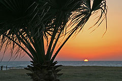 photo "Palm"