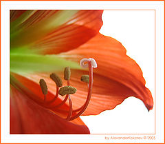 photo "For all Ladies!"
