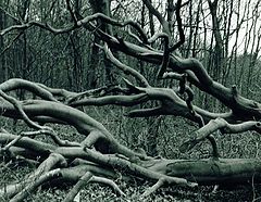фото "Death of a Tree No 1."
