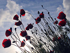 photo "Poppies"