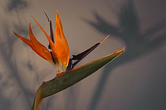 photo "Flower and its shadow"