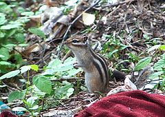 photo "One familiar animal"