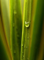 фото "Vertical Lines"