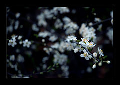 photo "spring"