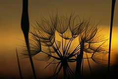 photo "Sunset"