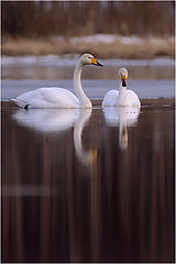 фото "Couple"