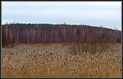 фото "Не солнечный апрель (1)"