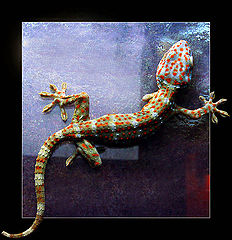photo "Slowly, but it is confident... (the Gecko Currents"