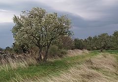 фото "Wind"