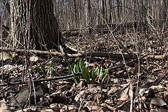 photo "Untitled photo"